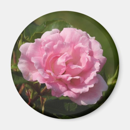 Rosa Magnet (Vorne)