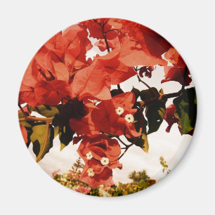 Rosa Magnet