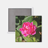 Rosa-Magnet Magnet (Vorderseite/Rückseite)