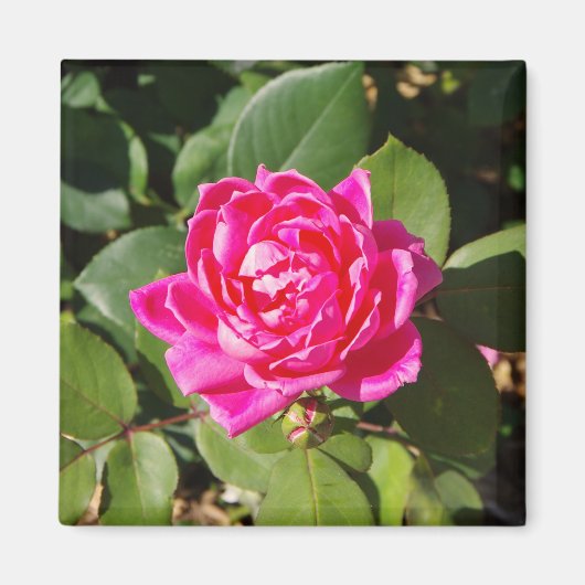 Rosa-Magnet Magnet (Vorne)