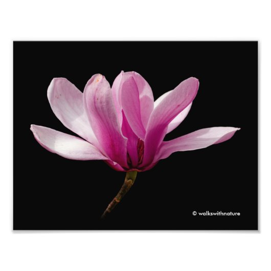 Rosa Magnolia auf schwarz Fotodruck (Vorne)