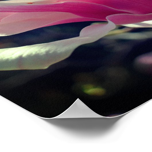 Rosa Magnolia Blume Blossom Nah Poster (Ecke)