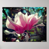 Rosa Magnolia Blume Blossom Nah Poster (Vorne)