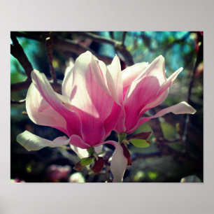 Rosa Magnolia Blume Blossom Nah Poster