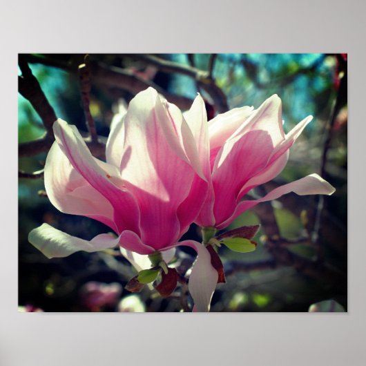 Rosa Magnolia Blume Blossom Nah Poster (Vorne)