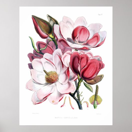 Rosa Magnolia-Blume drucken Poster (Vorne)
