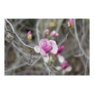 Rosa Magnolia-Blume Fotodruck