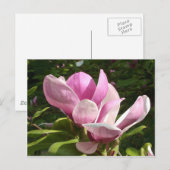 Rosa Magnolia Blume Postkarte (Vorne/Hinten)