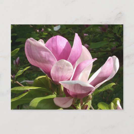 Rosa Magnolia Blume Postkarte (Vorderseite)