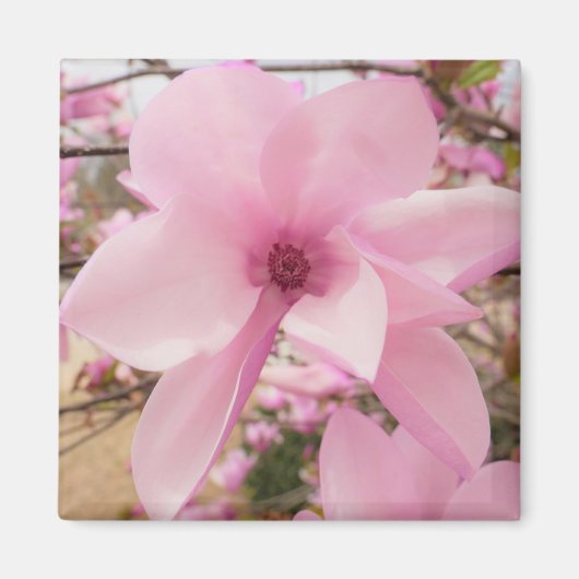 Rosa Magnolia Blume Square Magnet (Vorne)
