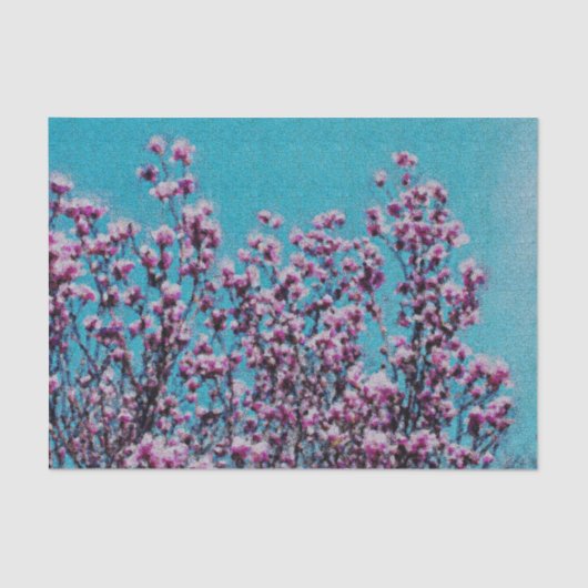 Rosa Magnolia Blüte Blauer Himmel Enttäuschung Seidenpapier (Vorderseite)