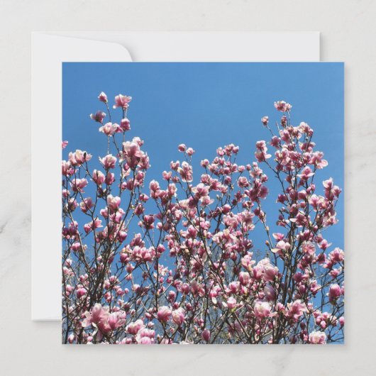 Rosa Magnolia Blüten Platz Blume Einladung (Rückseite)