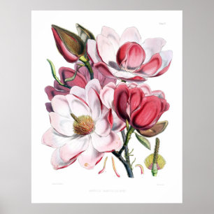 Rosa Magnolien-Blumen-Druck Poster