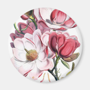 Rosa Magnolien-Blumen Magnet