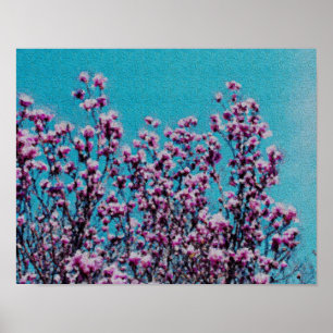 Rosa Magnolienblüten Blaue Himmel Foto-Malerei Poster