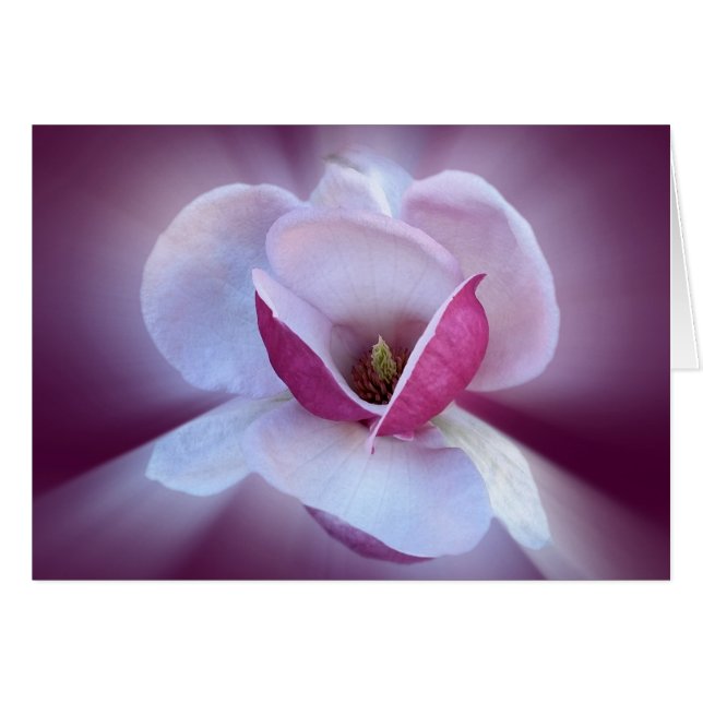 Rosa Magnolienfarben (Vorderseite (Horizontal))