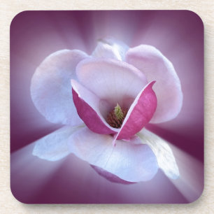 Rosa Magnolienfarben Getränkeuntersetzer