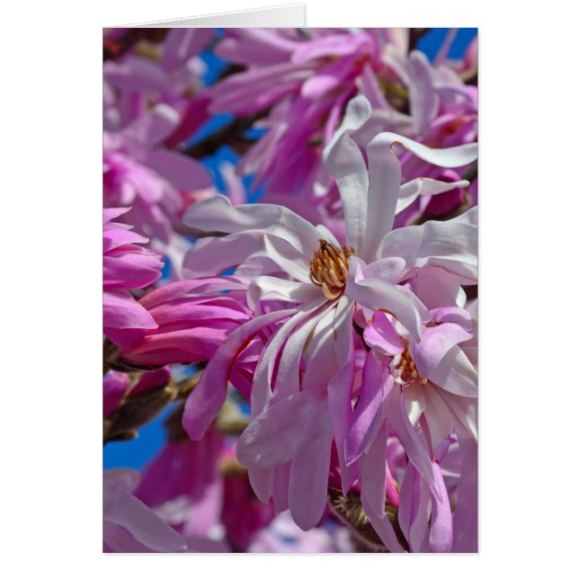 Rosa magnolische Blume (Vorne)