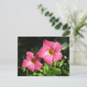 Rosa Mandavilla Blume Postkarte (Stehend Vorderseite)
