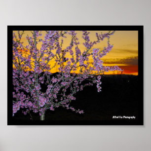 Rosa Mandelblüte im gelben Himmel Poster
