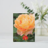 Rosa‘Manyo’(万葉):Postcard Postkarte (Stehend Vorderseite)