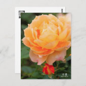 Rosa‘Manyo’(万葉):Postcard Postkarte (Vorne/Hinten)