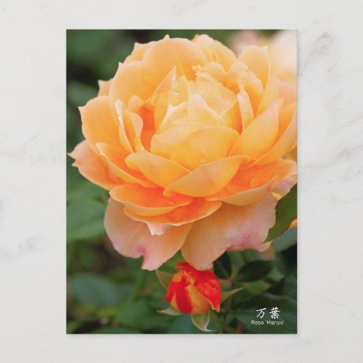 Rosa‘Manyo’(万葉):Postcard Postkarte (Vorderseite)