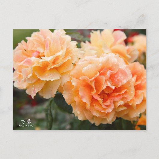 Rosa‘Manyo’(万葉):Postcard Postkarte (Vorderseite)