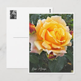 Rosa Manyo Postkarte