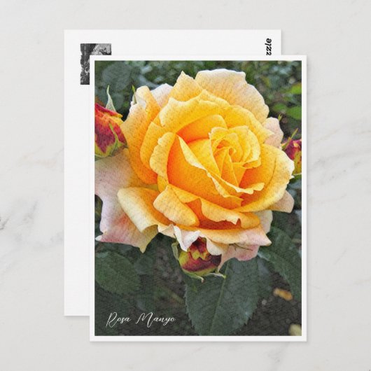 Rosa Manyo Postkarte (Vorne/Hinten)