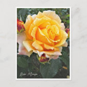 Rosa Manyo Postkarte (Vorderseite)