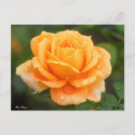 Rosa "Manyo":Postkarte Postkarte