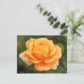 Rosa "Manyo":Postkarte Postkarte (Stehend Vorderseite)