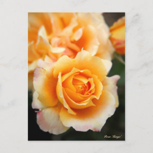 Rosa "Manyo":Postkarte Postkarte