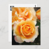 Rosa "Manyo":Postkarte Postkarte (Vorne/Hinten)
