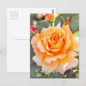 Rosa "Manyo" [Postkarte] Postkarte (Vorne/Hinten)