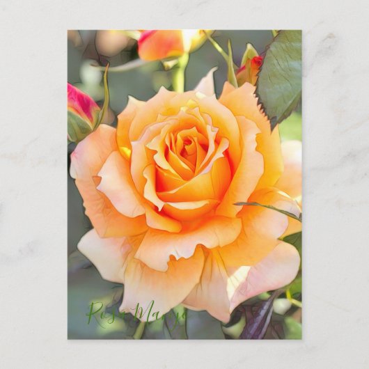 Rosa "Manyo" [Postkarte] Postkarte (Vorderseite)