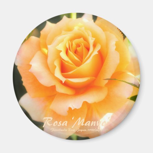 Rosa ‘Manyo’:Round Magnet (Vorne)