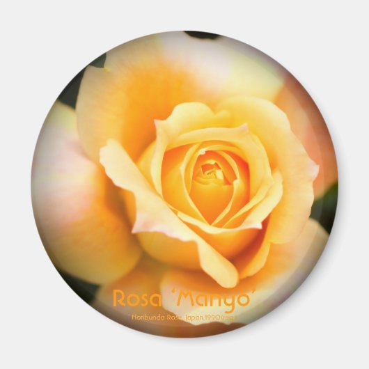 Rosa ‘Manyo’:Round Magnet (Vorne)