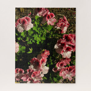 Rosa Martha Washington Geranie, San Mateo Puzzle