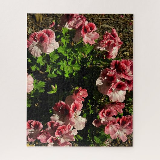 Rosa Martha Washington Geranie, San Mateo Puzzle (Vertikal)