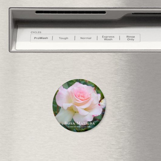 Rosa Matilda Magnet (In Situ (Geschirrspüler))