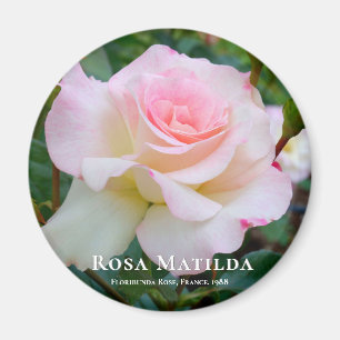 Rosa Matilda Magnet