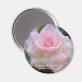 Rosa Matilda Magnet (Vorderseite/Rückseite)