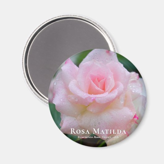 Rosa Matilda Magnet (Vorderseite/Rückseite)