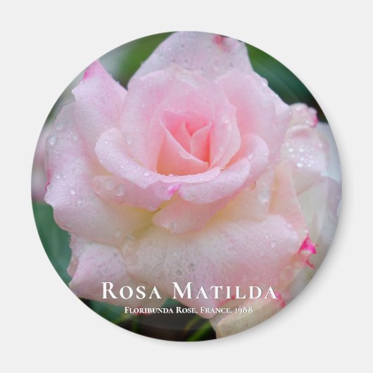 Rosa Matilda Magnet (Vorne)