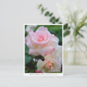 Rosa Matilda Postkarte (Stehend Vorderseite)