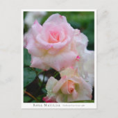 Rosa Matilda Postkarte (Vorderseite)