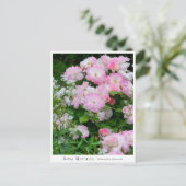 Rosa Matilda Postkarte (Stehend Vorderseite)