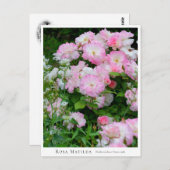 Rosa Matilda Postkarte (Vorne/Hinten)